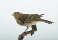 /album/vogels-van-jacques/huvaere-208-jpg/